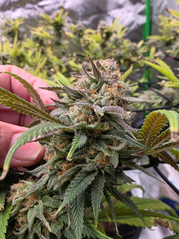 First Grow — flower, day 118