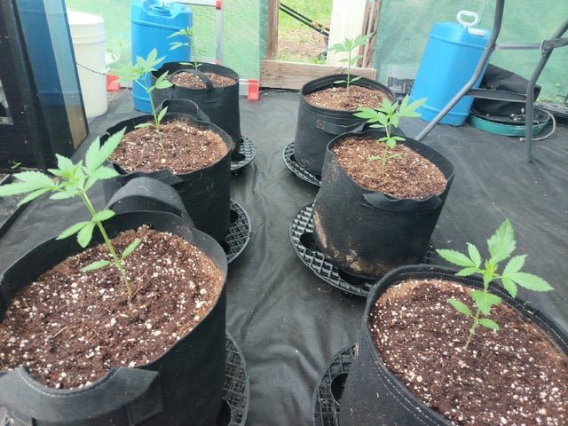 Strawberry Gorilla Auto 