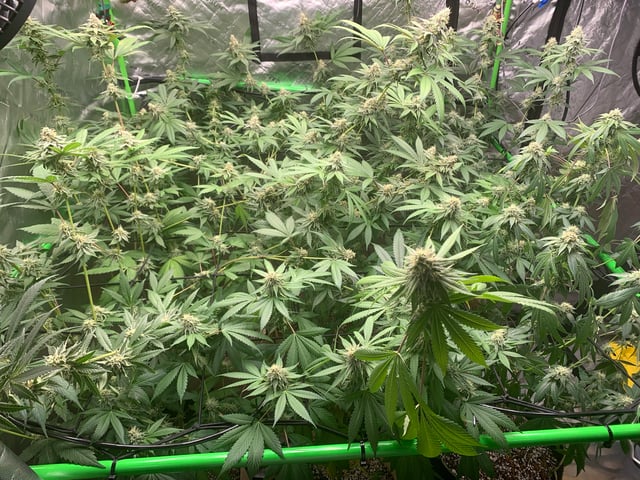 Papaya Frosting  — flower, day 105