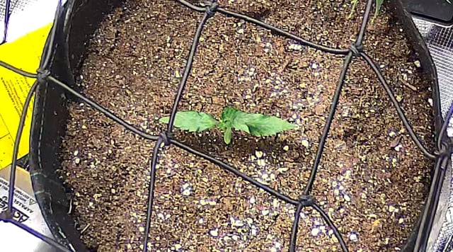 Vanna's Vanilla — seedling_rooting, day 16