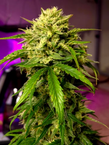 Homegrown - 🍒 🥧 & GSC Auto, 🚀 Seeds 🍌 Buttercups  — flower, day 60