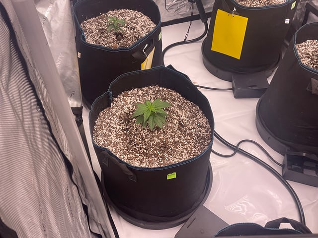 2025-1 — vegetative, day 1