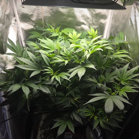 Fast Flowering Photo — flower, day 114