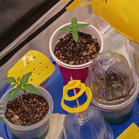 TentPlantLightFan — vegetative, day 33