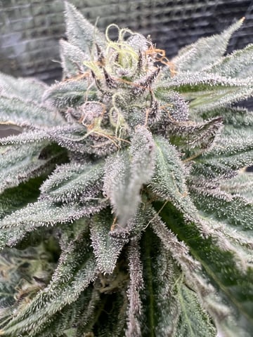 New LADIEZZ — flower, day 126
