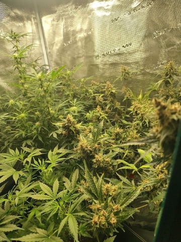 3 By 3 Tent — flower, day 1