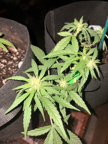 Northern Lights & Quick One  — vegetative, day 9