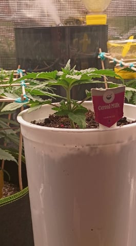 TentPlantLightFan — vegetative, day 50