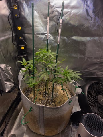 Looking for advice! — vegetative, day 41