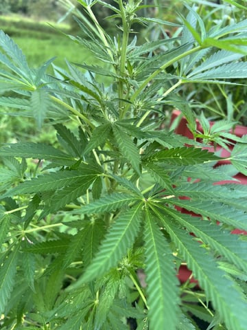 Banjo (Adam’s Plant) — flower, day 45