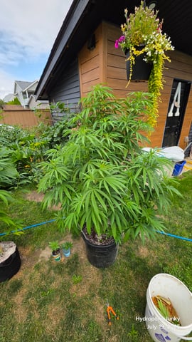 Canadian Summer Outdoor — vegetative, day 67