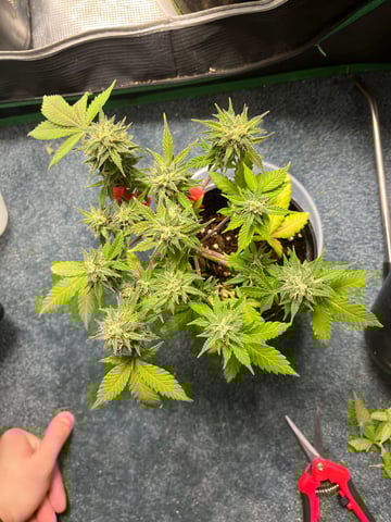 32oz Container Grow — auto, day 39