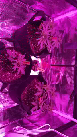 blueberry cupcake  — flower, day 102