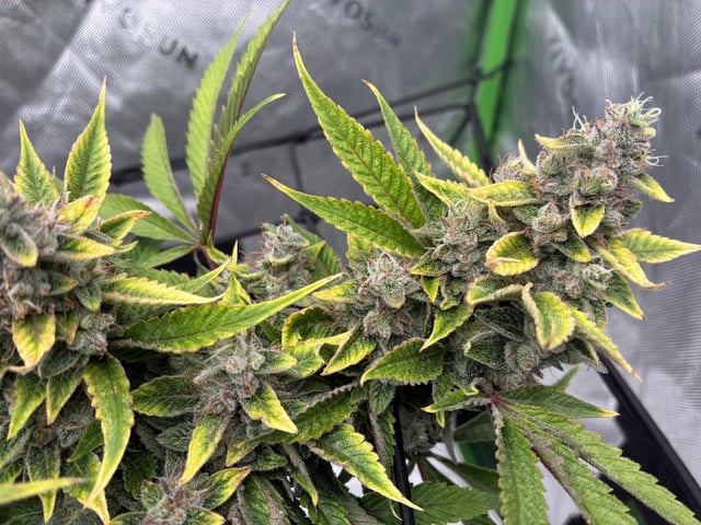 Comet Candy (Auto) 2026- 02 — harvest, day 78