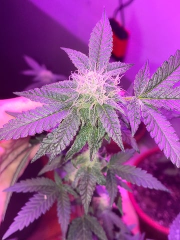 White Widow & Skittlez — flower, day 39