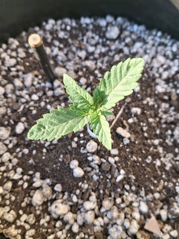 1st Grow - ROYAL MOBY (indoor)(photop.) — seedling_rooting, day 13
