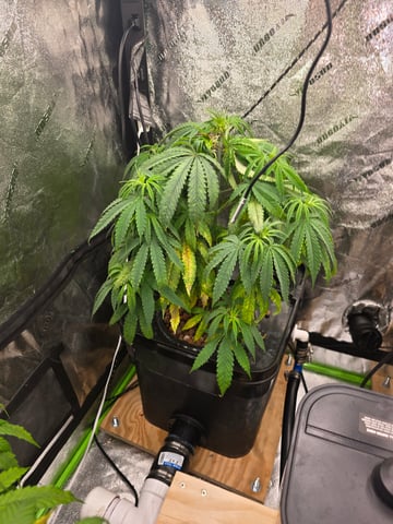 Growing — flower, day 72