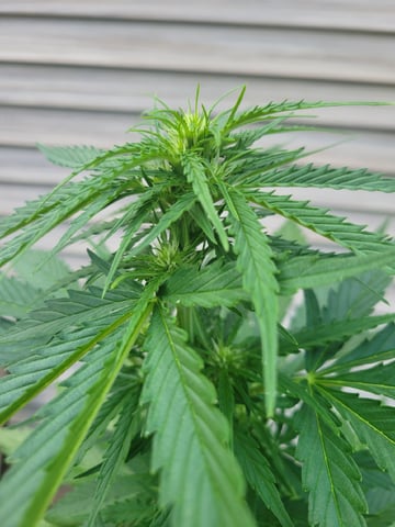 Watermelon Auto — flower, day 45