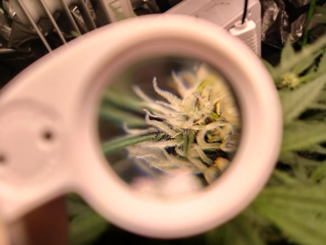 Banana Purple Punch Auto — flower, day 41