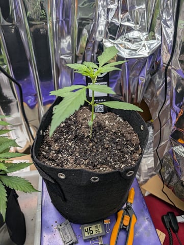 Zkittlez (Auto) — vegetative, day 39