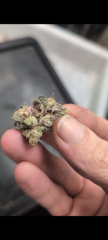 B E A utiful  — harvest, day 144