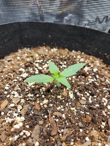 second grow — seedling_rooting, day 7