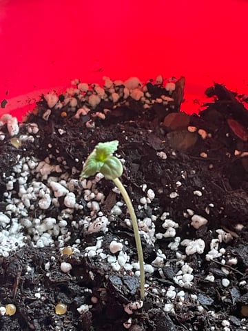 First Run — seedling_rooting, day 10