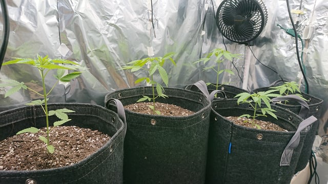 Rainbow runtz  — vegetative, day 1