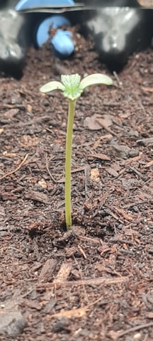 Grow — seedling_rooting, day 3