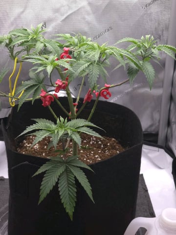 Divine Gelato 3 x Blue Zushi x 44 Photo — vegetative, day 34