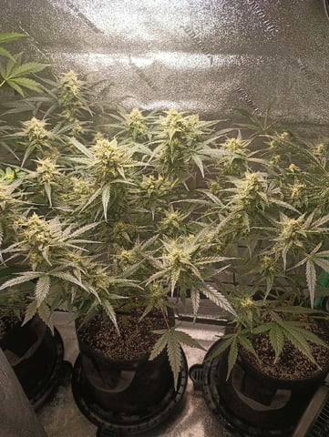 Auto Flower Wedding Glue — flower, day 34