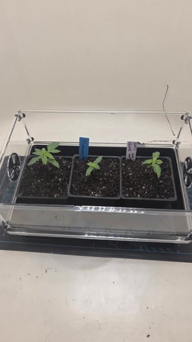 Original 1990 genetics  — vegetative, day 16