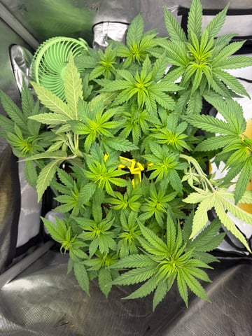 papayton  — grow_setup, day 1