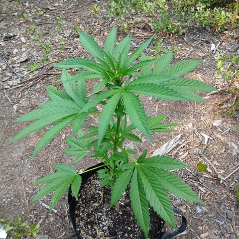 1GreenThumb — vegetative, day 261