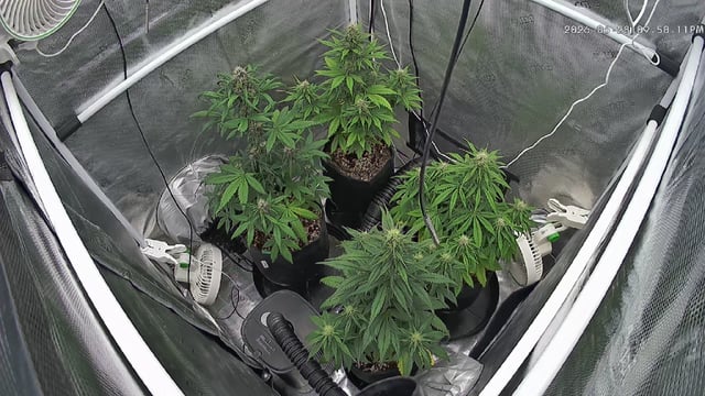 FastBuds-Auto Mix Pack-Quad Mystery