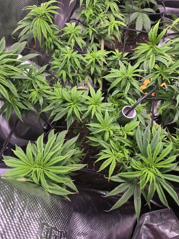Blue Dream Feminized  — vegetative, day 95