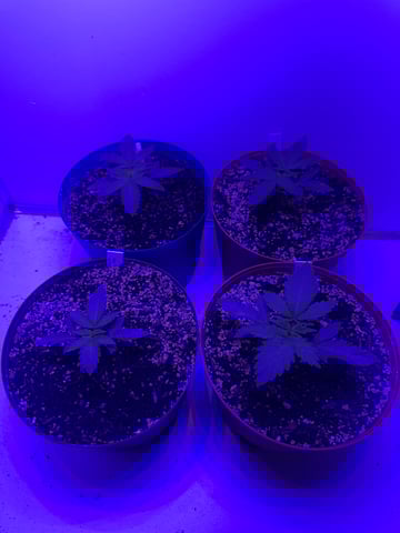 Gelly Mama and Sugar Tree — seedling_rooting, day 23