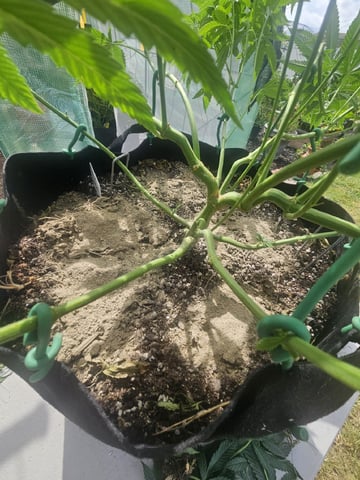 Sour Headies/OGBX1 — vegetative, day 13