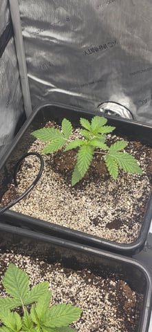 Maple Nectar  — seedling_rooting, day 19