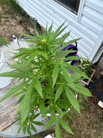 First ever grow — flower, day 55