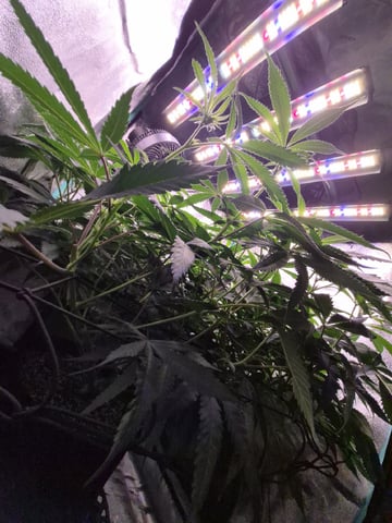 zlurricane blast — flower, day 74