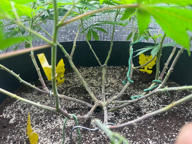 Gelly Mama and Sugar Tree — flower, day 168