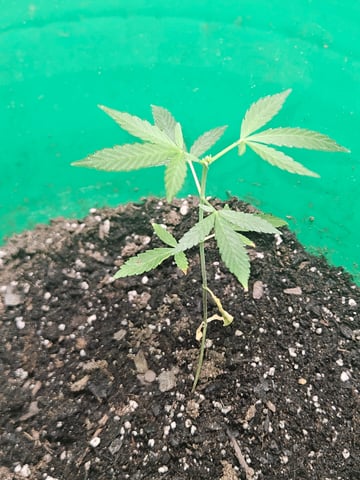 1st plant. Strain: Green Gelato AutoFlower — vegetative, day 46