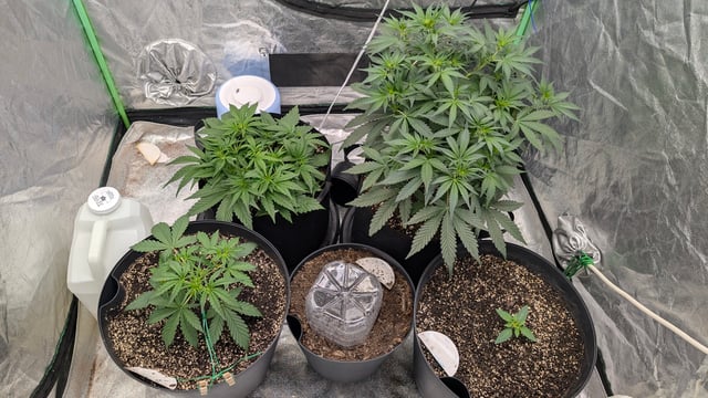 Mixed Grow — grow_setup, day 34