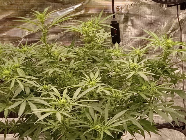   and one L.a kush cake . — flower, day 89