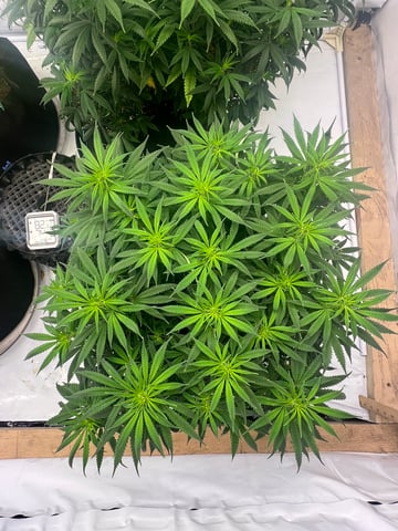 Indoor Grow  — flower, day 49