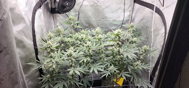 First clones (Dr nefario)  — flower, day 52