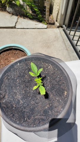 first grow — vegetative, day 22