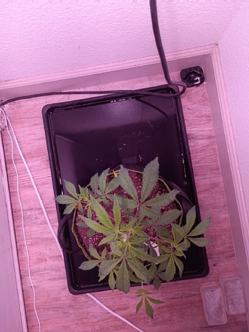FKAFL — vegetative, day 11