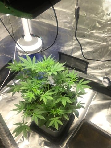 ripleys og — flower, day 39